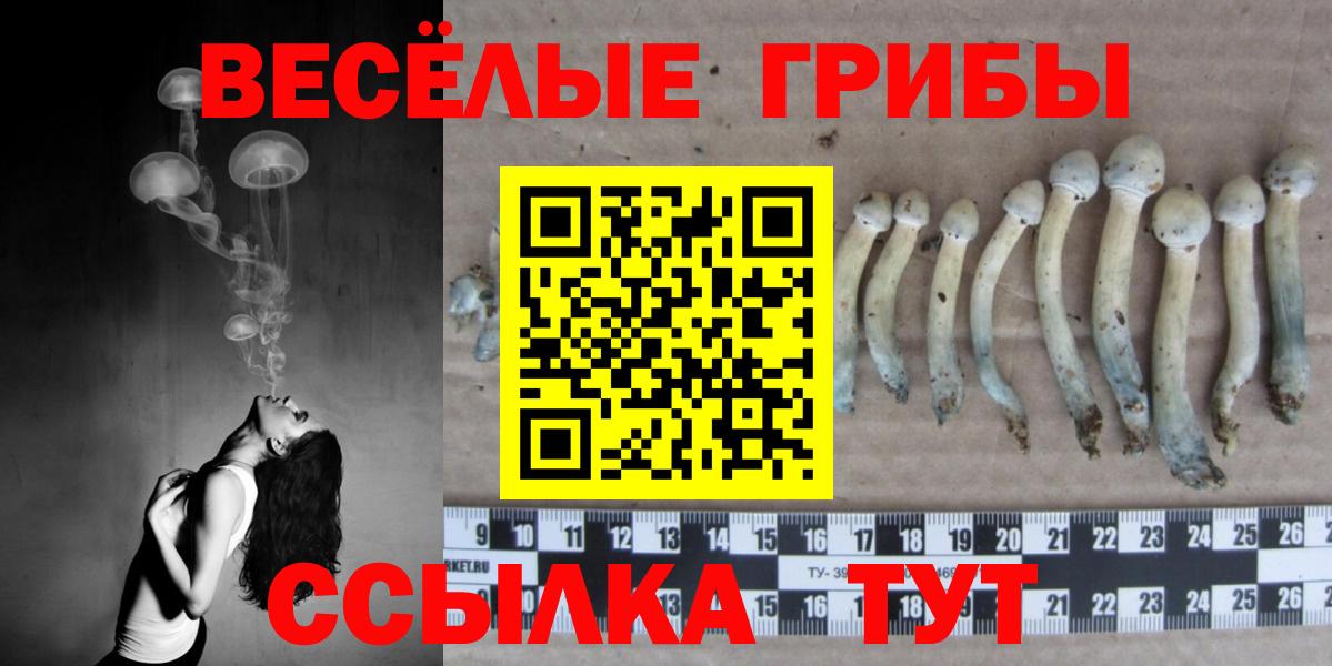 купить наркотики сайты  Галлюциногенные грибы мухоморы  Вход с VPN  Галлюциногенные грибы Psilocybe  Ачинск 